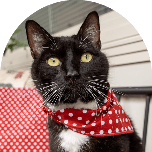 En svart och vit katt med en röd prickig bandana.